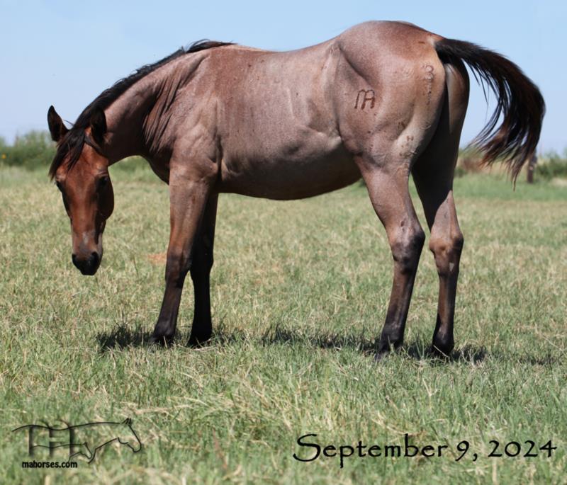 Wyo Miss Curry's 2023 Roan Colt